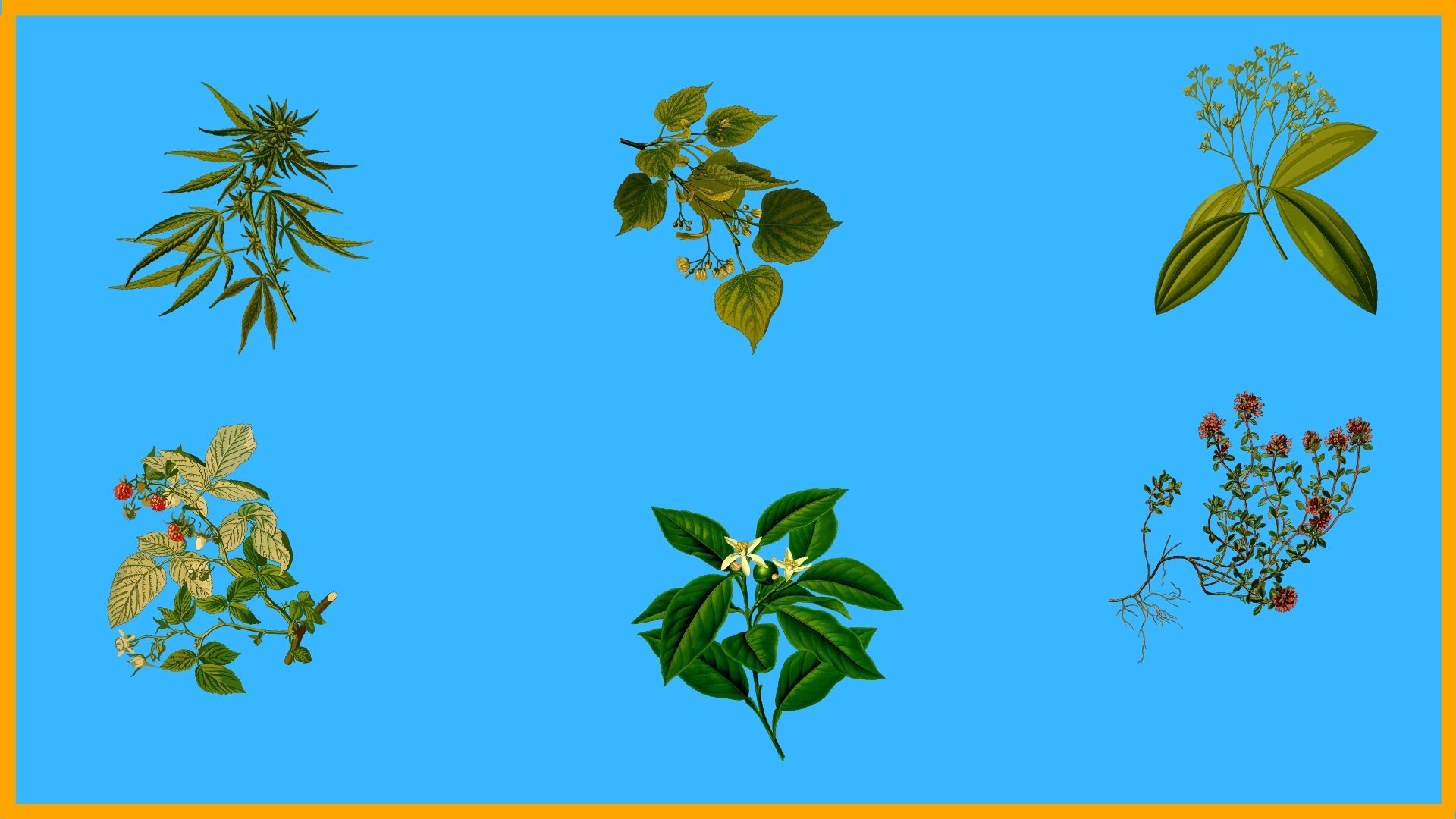 Herbal plants