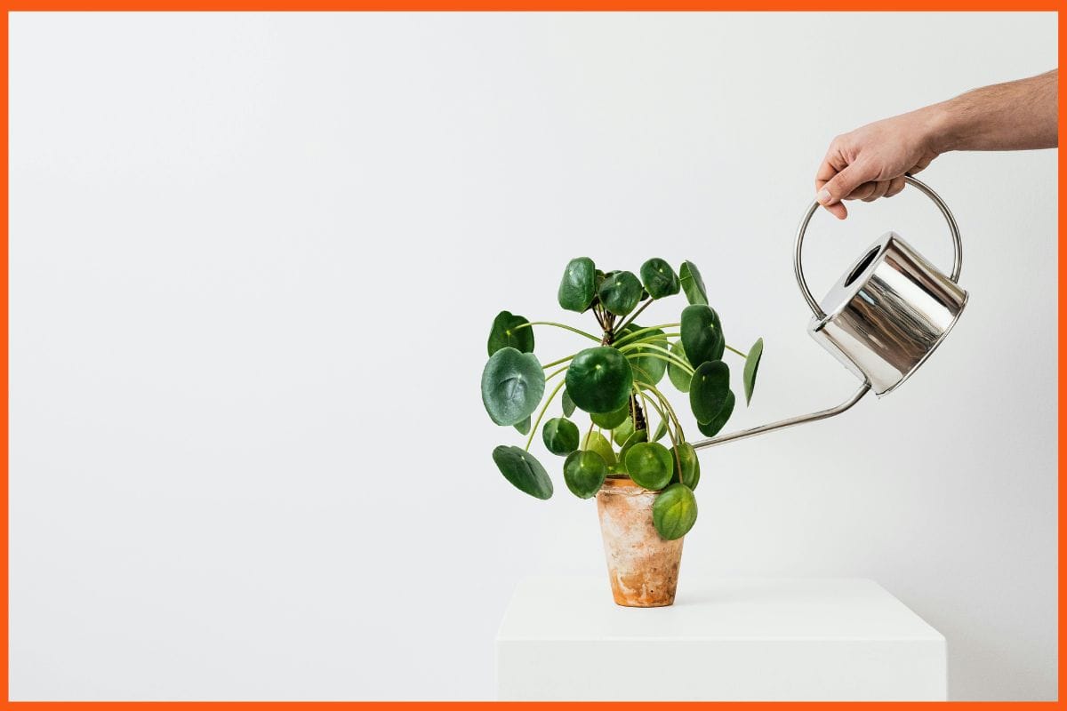 Money Plant - Best Low-Maintenance Indoor Plants for Your Workspace