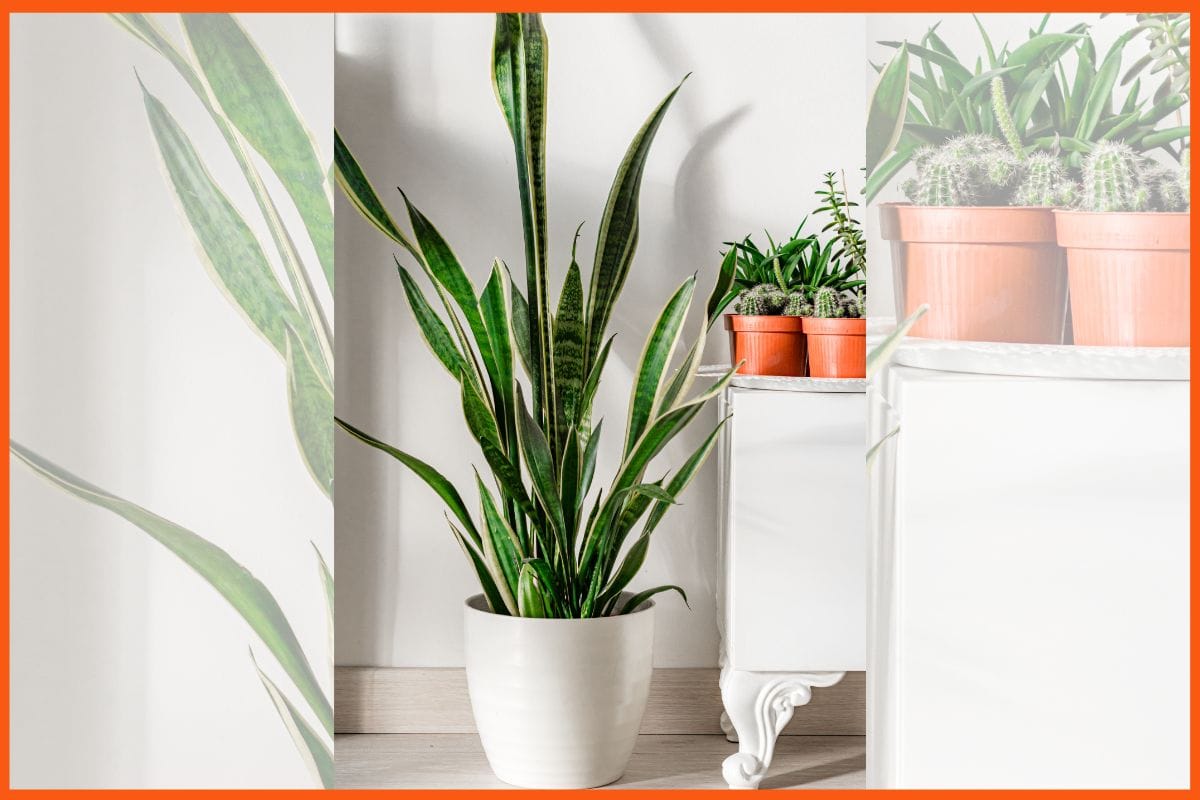 Snake Plant - Best Low-Maintenance Indoor Plants for Your Workspace